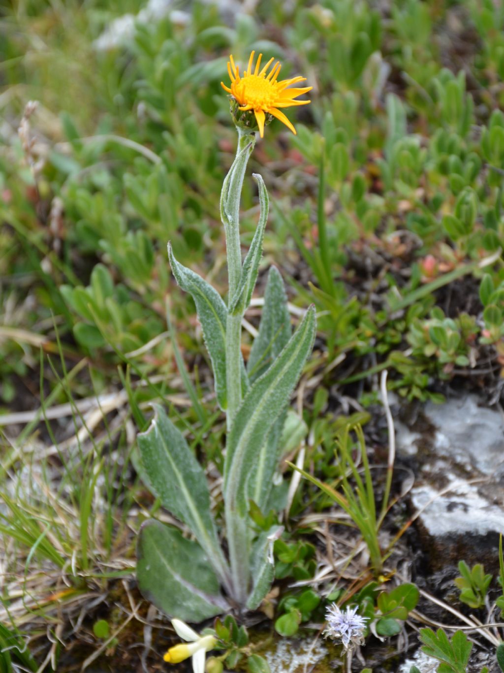 Senecio doronicum